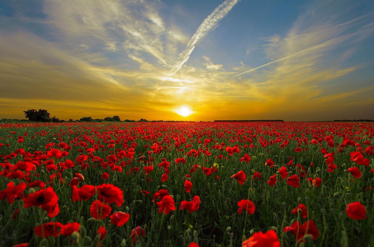 sunset, poppies, field, red poppies, poppy field, red flowers, meadow, flower meadow, flower field, dusk, twilight, horizon, sky, sun, nature, sunset, sunset, sunset, poppies, sky, sky, sky, sun, sun, nature, nature, nature, nature, nature